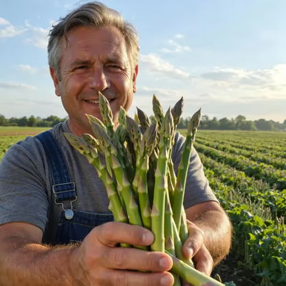 🌿Four Seasons Asparagus Mary Washington Seeds – Perennial, Tender, Nutrient