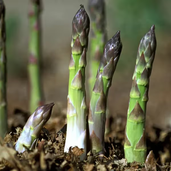 🌿Four Seasons Asparagus Mary Washington Seeds – Perennial, Tender, Nutrient