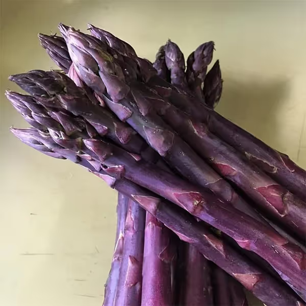 🌿Four Seasons Asparagus Mary Washington Seeds – Perennial, Tender, Nutrient