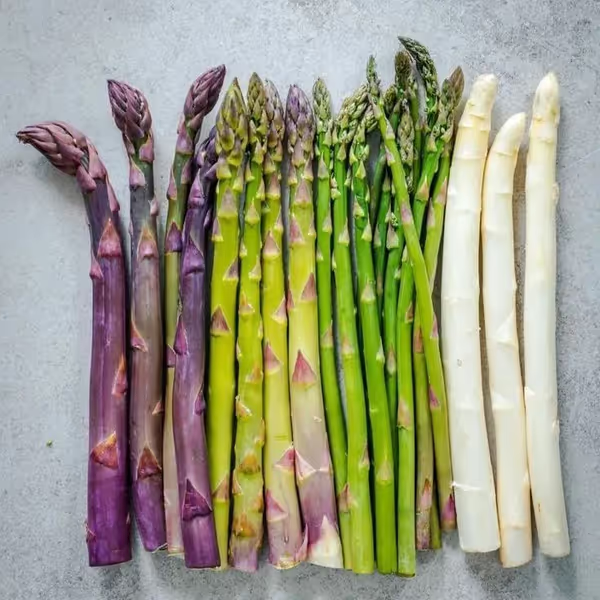 🌿Four Seasons Asparagus Mary Washington Seeds – Perennial, Tender, Nutrient